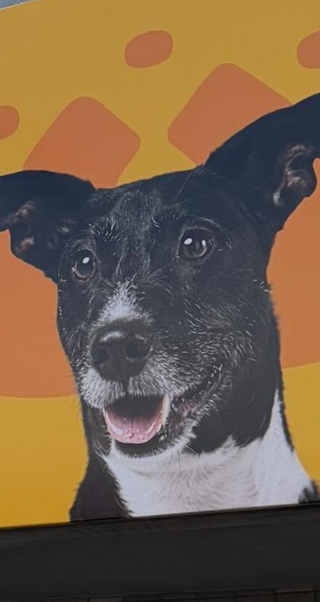 Detalhe de lona impressa mostrando a fidelidade de cor, com a foto de um cachorro